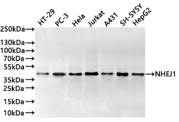 NHEJ1 Antibody
