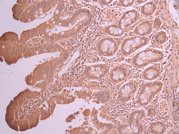 NHEJ1 Antibody