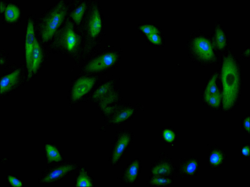 BCL2A1 Antibody