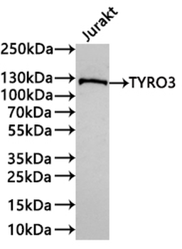 TYRO3 Antibody