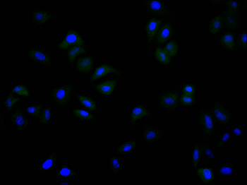 PSMA2 Antibody