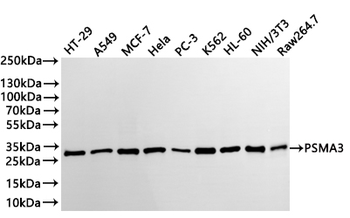 PSMA3 Antibody