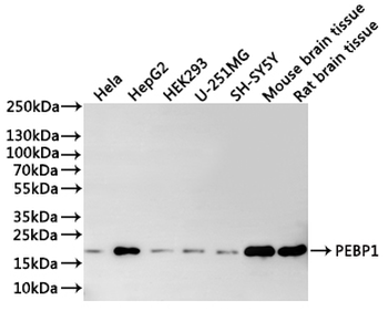 PEBP1 Antibody