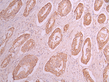 PEBP1 Antibody