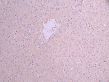 PEBP1 Antibody