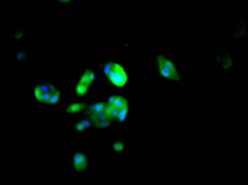 PEBP1 Antibody