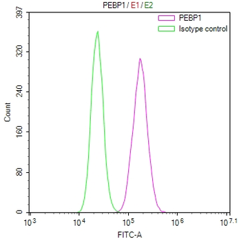 PEBP1 Antibody