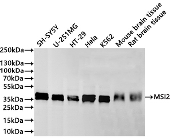 MSI2 Antibody