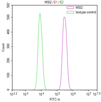 MSI2 Antibody