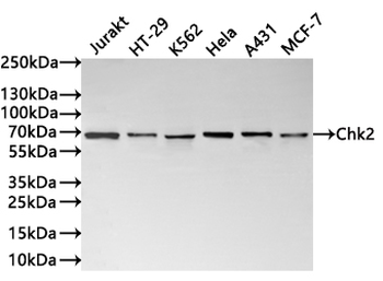 CHEK2 Antibody