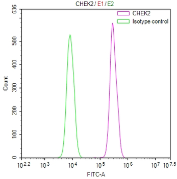 CHEK2 Antibody