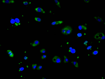 CAPNS1 Antibody