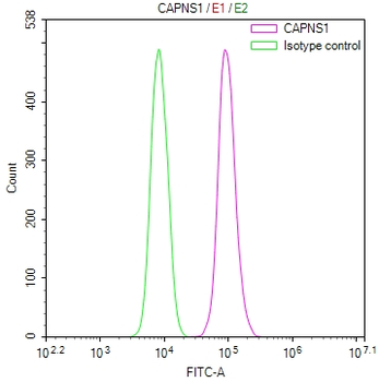 CAPNS1 Antibody