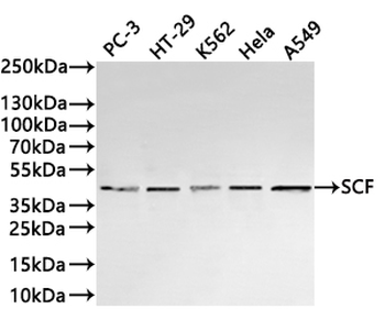 KITLG Antibody