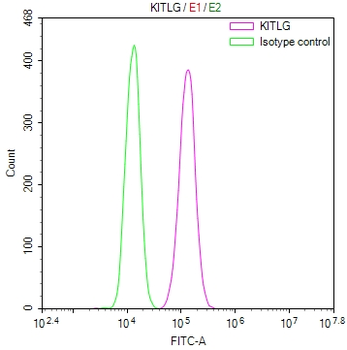 KITLG Antibody
