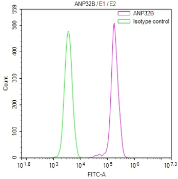 ANP32B Antibody