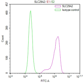 SLC29A2 Antibody