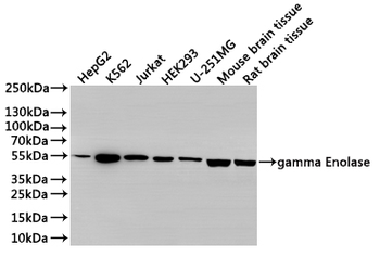 ENO2 Antibody