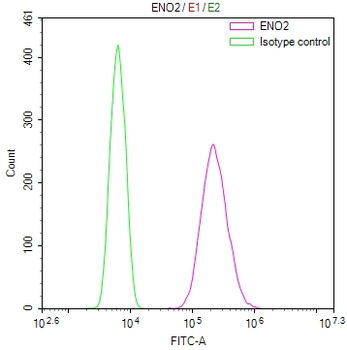 ENO2 Antibody