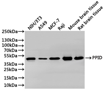 PPID Antibody