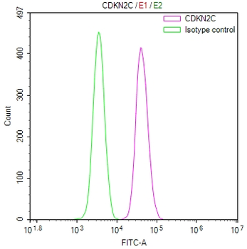 CDKN2C Antibody