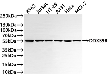 DDX39B Antibody