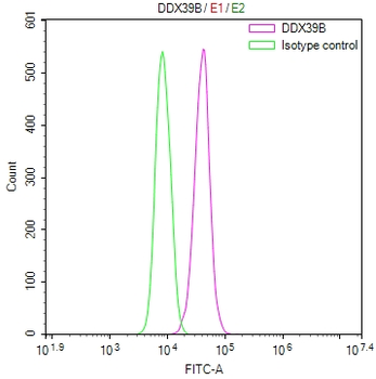 DDX39B Antibody