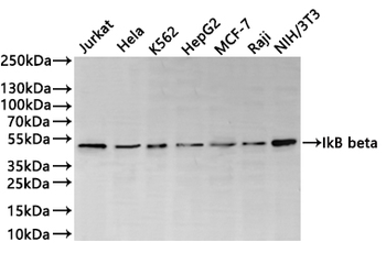 NFKBIB Antibody