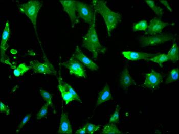 PRPF19 Antibody