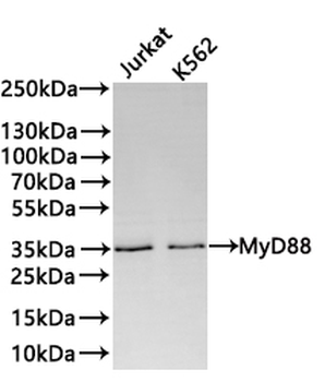 MYD88 Antibody
