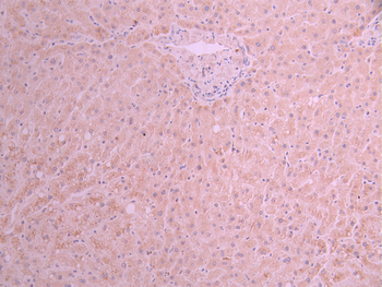 MYD88 Antibody