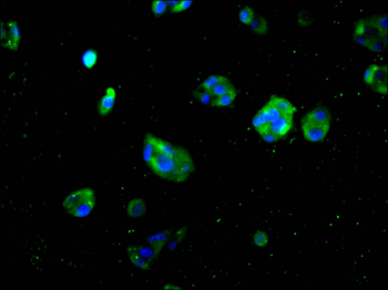 MYD88 Antibody