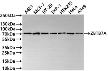 ZBTB7A Antibody