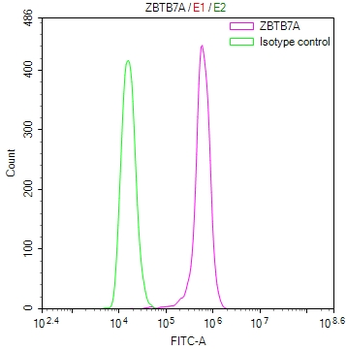 ZBTB7A Antibody