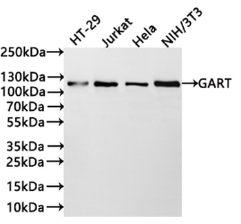 GART Antibody