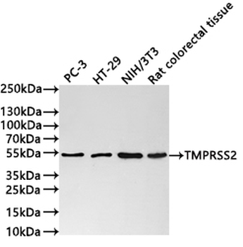 TMPRSS2 Antibody