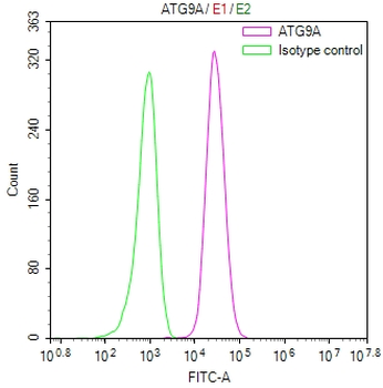ATG9A Antibody