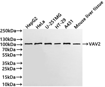 VAV2 Antibody