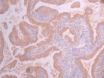 VAV2 Antibody
