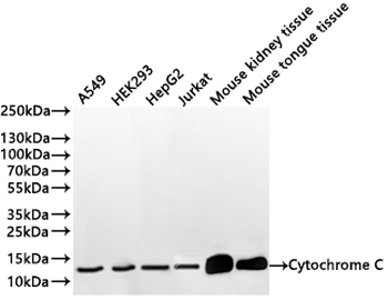 CYCS Antibody