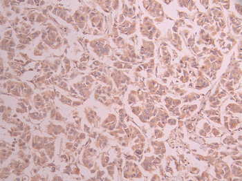 CYCS Antibody