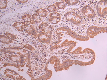 CYCS Antibody