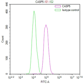 CASP5 Antibody