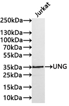 UNG Antibody
