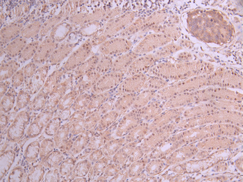 UNG Antibody