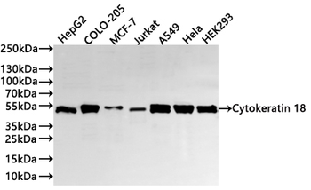 KRT18 Antibody