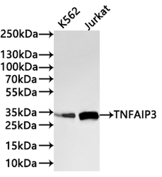 TNFAIP3 Antibody