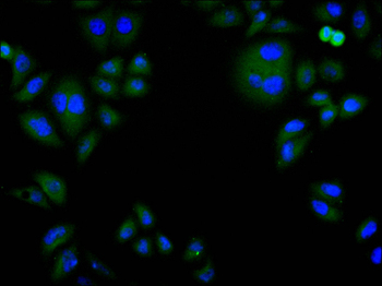 TNFAIP3 Antibody