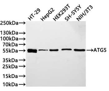 ATG5 Antibody