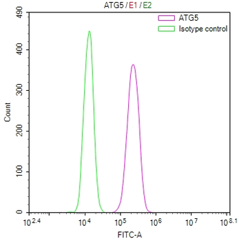 ATG5 Antibody